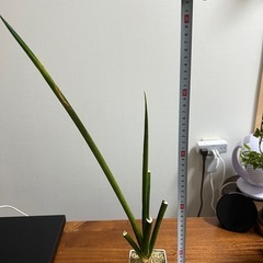 サンセベリア　マライカ　の画像