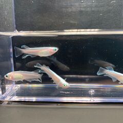 ★レッドクリフ(紅白)★　メダカ　若魚　5匹～