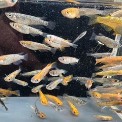 メダカ🐟ラストです。めだか差し上げます。1組様15匹 5月3日〜...