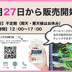 今年は4月27日からメダカ販売開始いたします！の画像
