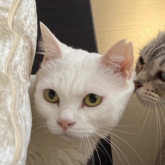 飼い主に捨てられたららちゃん