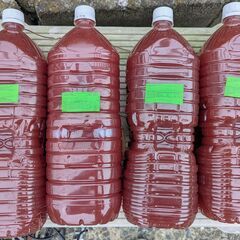 自家培養PSB（光合成細菌）2L
