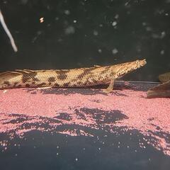 ナイジェリアエンドリケリー　３５cm±の画像