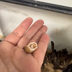 ヤドカリ水槽ごと
の画像