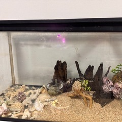 ヤドカリ水槽ごと
の画像