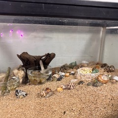 ヤドカリ水槽ごと
の画像