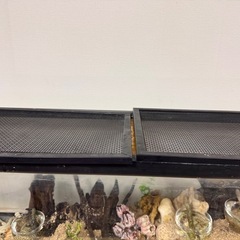 ヤドカリ水槽ごと
の画像