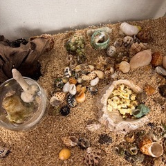    お話中 
ヤドカリ水槽も全部の画像