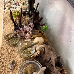    お話中 
ヤドカリ水槽も全部の画像