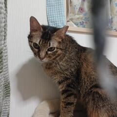 (高齢者可※条件あり)寂しがり屋のかまって女子