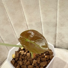 アロカシア 多分クプレア？？　観葉植物