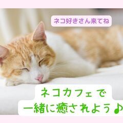 【20代30代】ネコカフェでまったりランチ&おしゃべり交流…