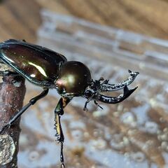 ピカールグリーン系　ニジイロクワガタ　２月羽化　♂3匹　♀１匹　...