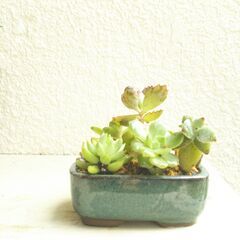 オウレイ