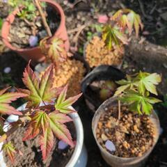 紅葉　幼苗の画像