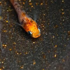 めだか【透明鱗三色紅華錦】の画像