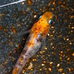 めだか【透明鱗三色紅華錦】の画像
