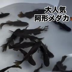 【人気】阿形メダカ店頭販売‼️♢名古屋改良めだか直売所♢ヒ…