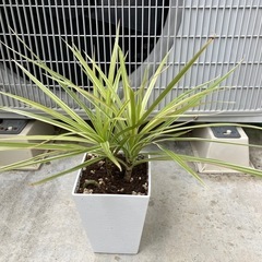 観葉植物 ドラセナ アイボリー