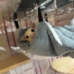フクロウモモンガ オス