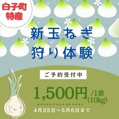 白子町新玉ネギ