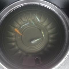 2025めだか販売開始します。の画像