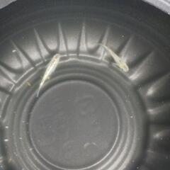 2025めだか販売開始します。の画像