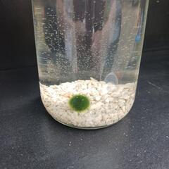 2025めだか販売開始します。の画像