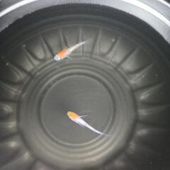 2025めだか販売開始します。の画像