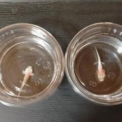 GWセット割りウーパールーパー①
