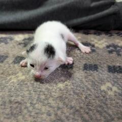 4月12日生まれの仔猫達(代理投稿)応募多数の為停止します🙇‍♀️