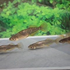🐟天風信玄🐟