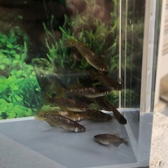 🐟天風信玄🐟値引きします！の画像