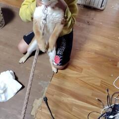 柴犬オス