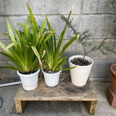 植物、台座、バラでも差し上げます
