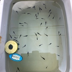 🐟天風信玄🐟値引きします！の画像