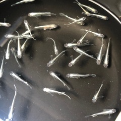 🐟百鬼夜行🐟の画像