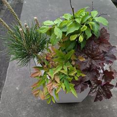 松　梅　南天など　盆栽　寄せ植え