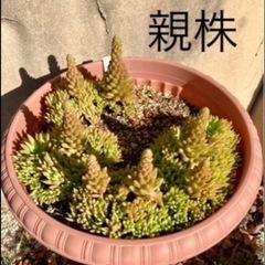 ☆多肉植物 ☆爪蓮華☆1個☆丈夫でよく増えます☆の画像