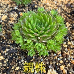 ☆多肉植物 ☆爪蓮華☆1個☆丈夫でよく増えます☆の画像