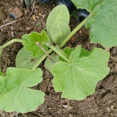 野菜の苗色々の画像