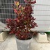 ランキングキーワードに紐づく投稿画像-観葉植物