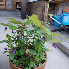薔薇挿し木の画像
