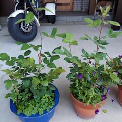 薔薇挿し木の画像