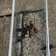 水槽　敷石　流木セットの画像