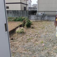 自宅 庭草むしり