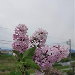  ライラックの植物