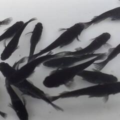 めだかの中古が安い！激安で譲ります・無料であげます｜ジモティー