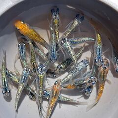ラメ系のメダカ【現物２７匹】の画像