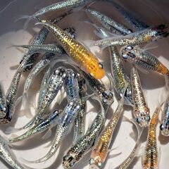 ラメ系のメダカ【現物２７匹】の画像